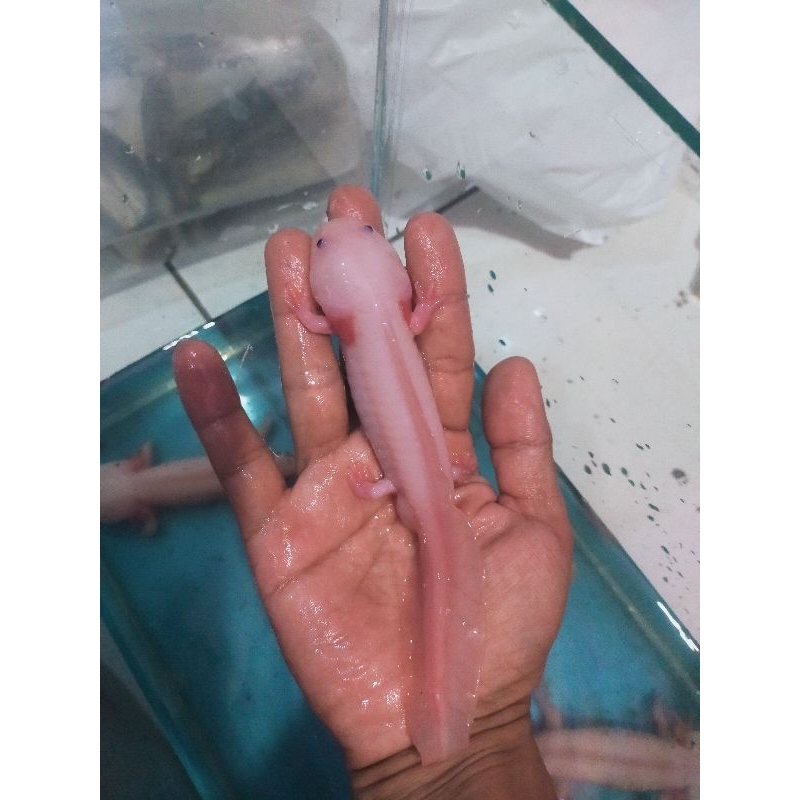 Salamander axolotl