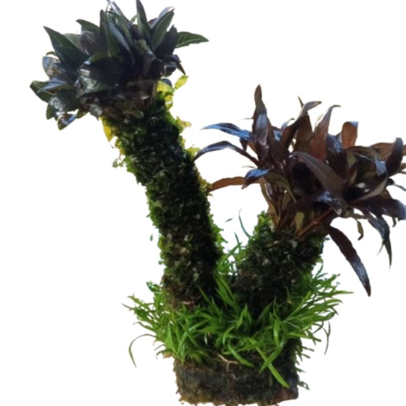 Bonsai mini hiasan akuarium Dekorasi akuarium