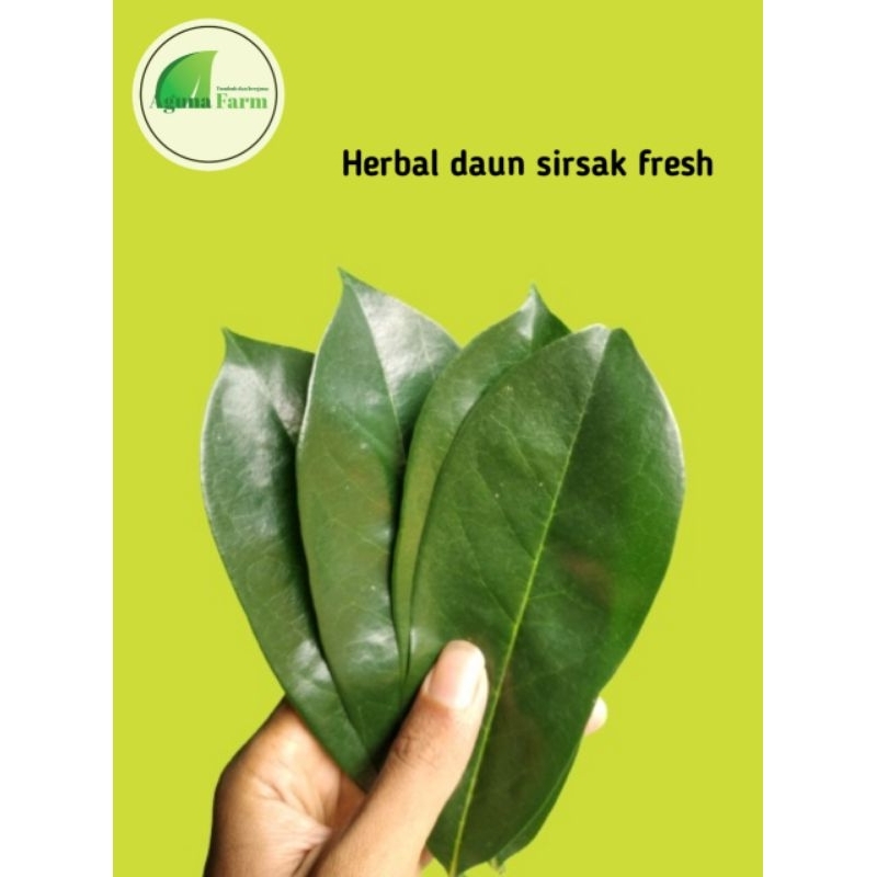 

Daun sirsak fresh herbal dipercaya mengatasi diabetes dan kolesterol
