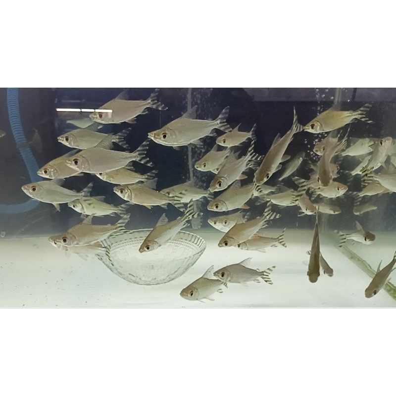 Ikan Hias Yellow Feifeng 10 cm Ikan Pembersih