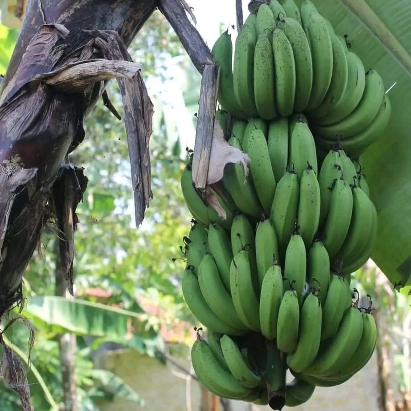

pisang ambon lumut dikirim mentah 1kg