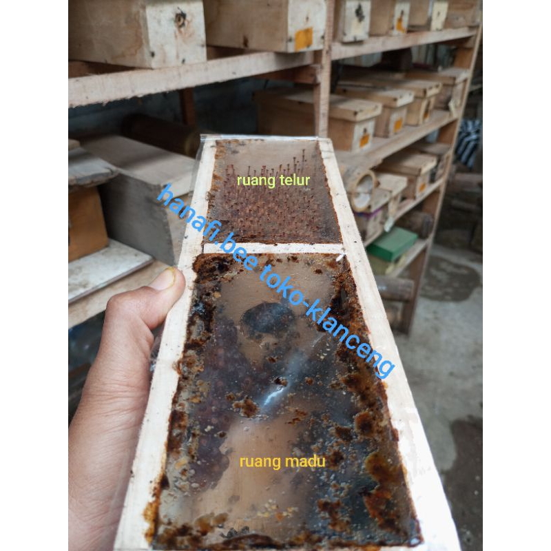 klanceng leavicep super /levi/kele kele/kelulut