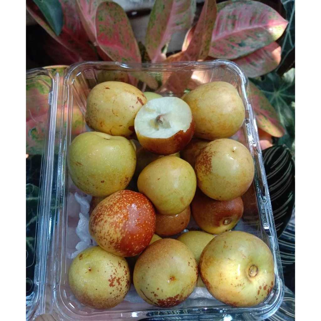 

Buah Winter Jujube / Bidara per pack