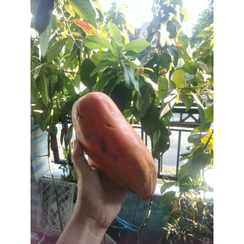 

pepaya