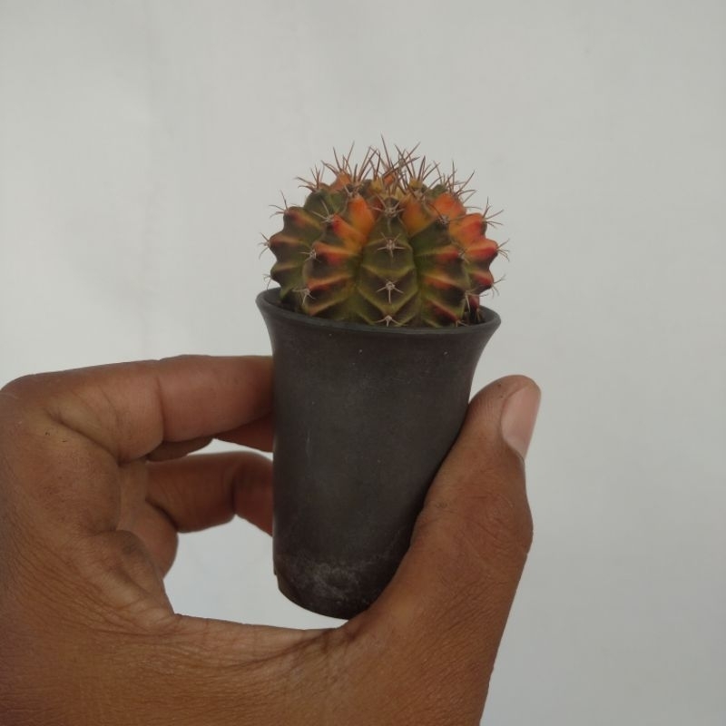 cactus mihanovichii variegata