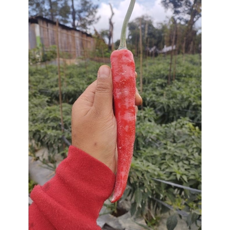 

cabe merah besar gowa