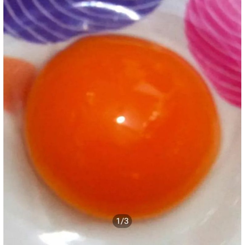 

telur bebek fresh