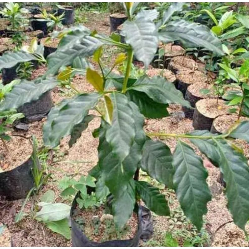 Bibit Kopi Arabika