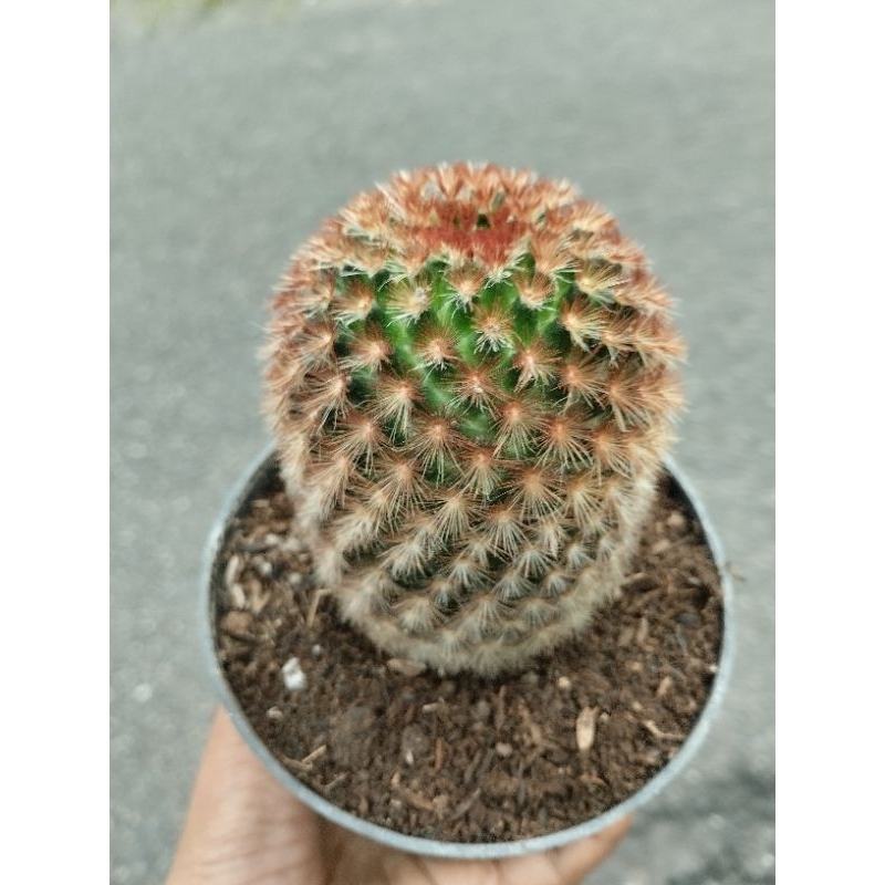 Kaktus Mammillaria Carmenae Merah Besar