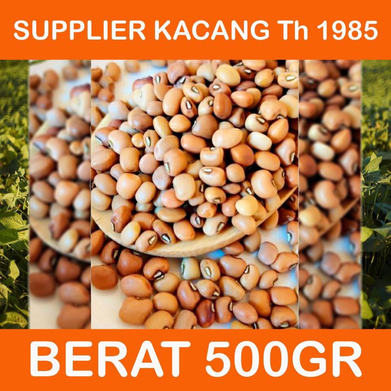 

KACANG Tolo