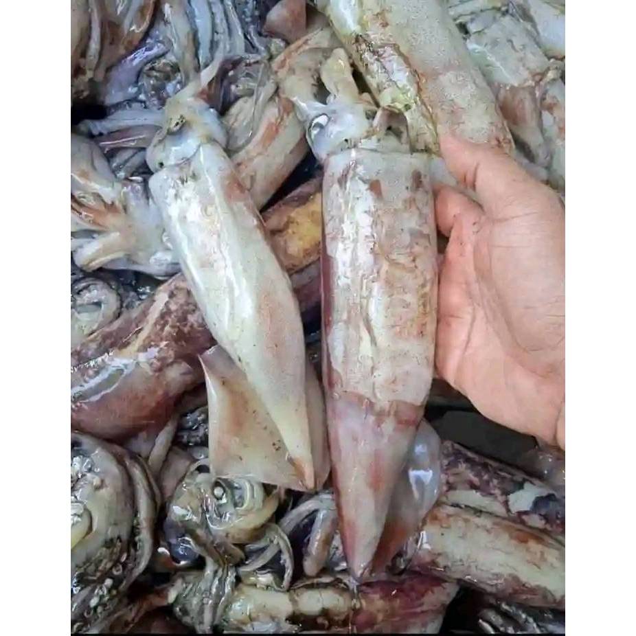 

Cumi kapal Frozen Fresh Beku