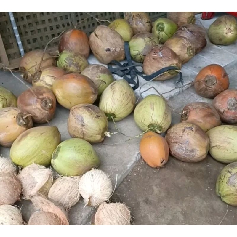 

KELAPA KOPYOR PATI KECIL S