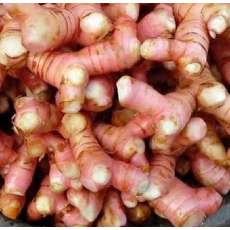 

lengkuas Laos , Bumbu Dapur