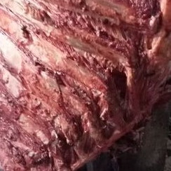 

sapi iga sapi lokal segar pasar online makassar