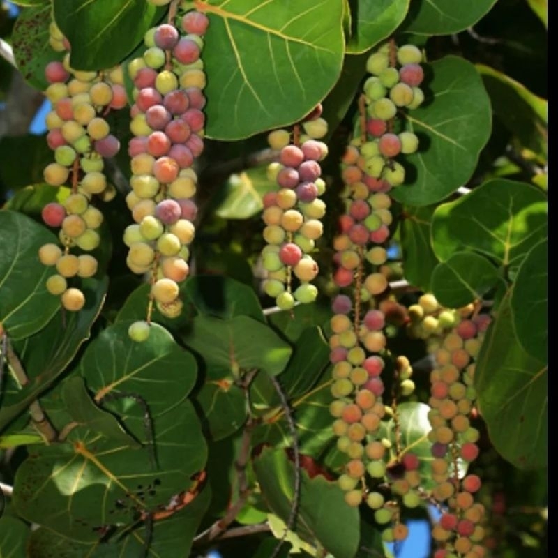 Bibit tanaman pohon pesisir berbuah anggur laut/seagrape/baygrape (Cocoloba uvifera)