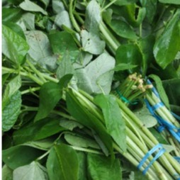 

Sayur Daun Kacang pasar online makassar