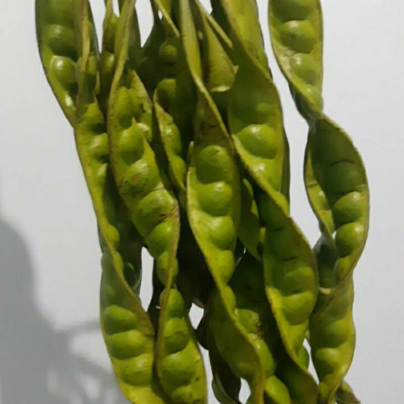 

PETE 1 IKAT ISI 10 PAPAN BONUS 1 PAPAN HARGA MURAH KUALITAS BAGUS SUPER ASLI KEDIRI