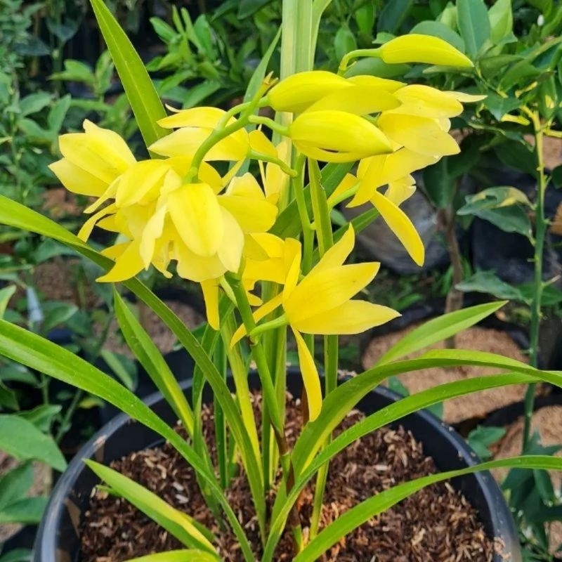 anggrek tanah golden boy