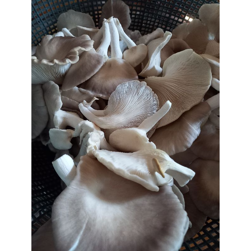 

JAMUR COKLAT *Siap Tumbuh* (Muraah 1pcs)