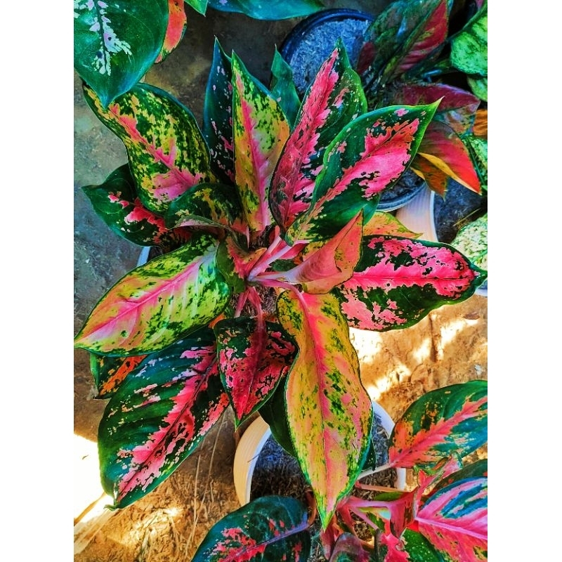 aglonema kocin Camilon PELANGI Rumpun 3-4 pohon