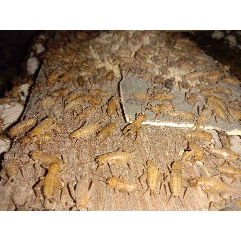 Telur/Bibit Jangkrik Terek Madu kunyit Super Kemasan 1Kg