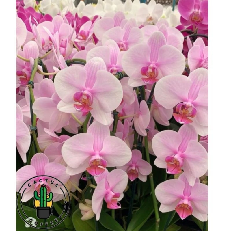 Anggrek Bulan Dewasa / Tanaman Hias Anggrek Bulan Dewasa Rose Pink / Anggrek Hidup Anggrek bulan