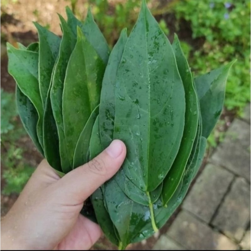 

Daun Cincau Perdu Segar Netto 100gram Original