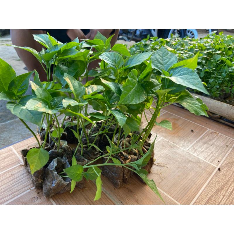 

BERKAH TANI MURAH-Paket 50 Cabe Rawit Sret