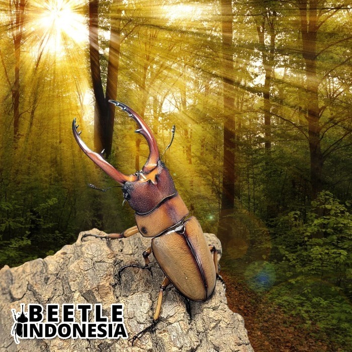 Kumbang Capit Prosopocoilus Astacoides