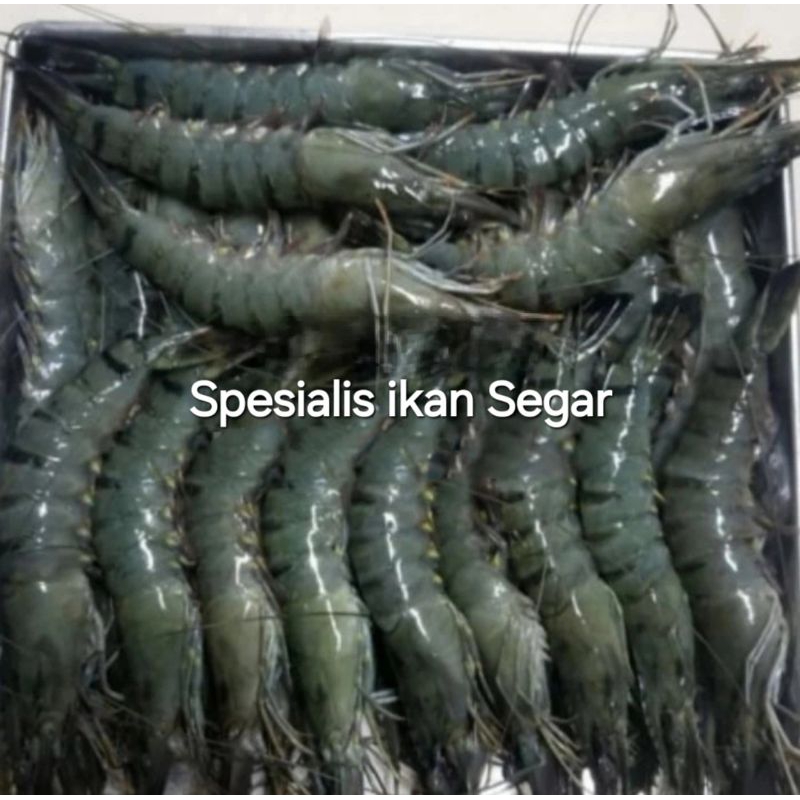 

UDANG PANCET FRESH SEGAR BERKUALITAS - 1 KG (25-30) EKOR