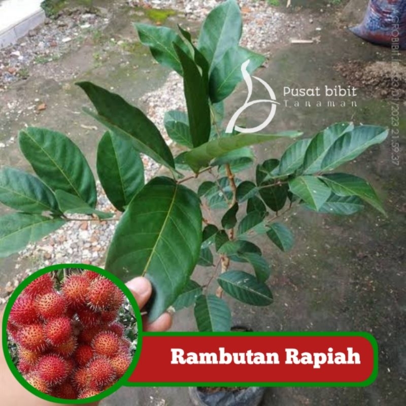 Bibit tanaman rambutan rapiah siap berbuah