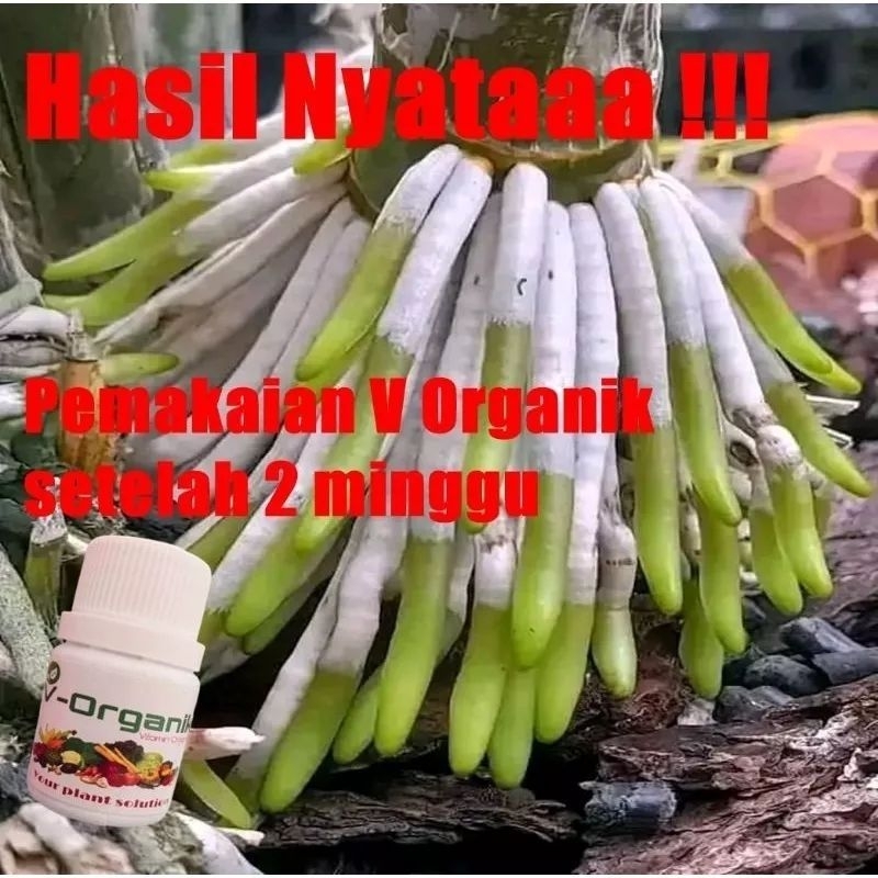 vit-organik untuk perangsang bunga dan akar anggrek.