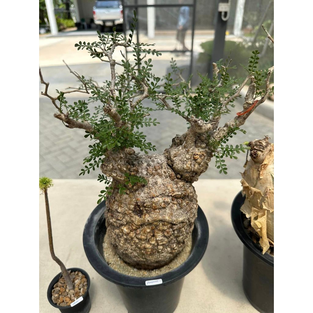 Operculicarya Pachypus Bonsai Caudex Bibit