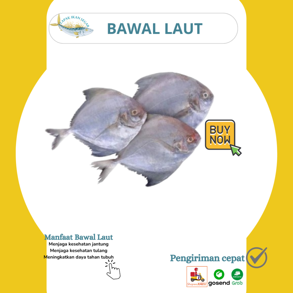 

Ikan Bawal / Bawal Laut Segar 1Kg