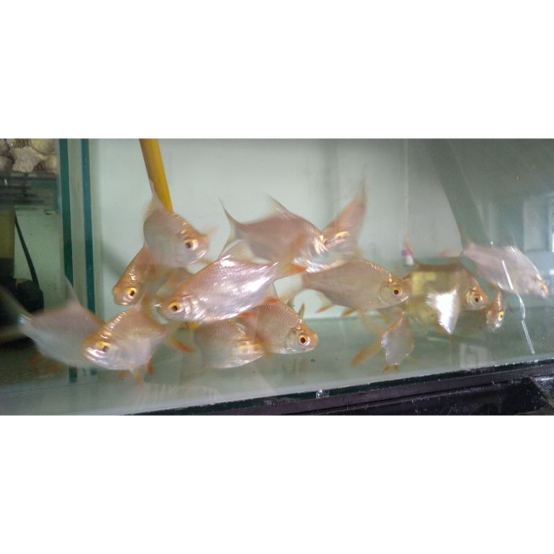 Ikan Kapiat Albino / Ikan Hias Akuarium Air Tawar