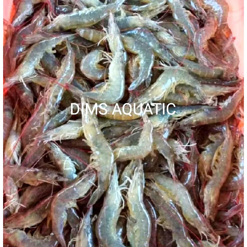 

udang fres. di kirim ke adaan beku. isi. 1kg