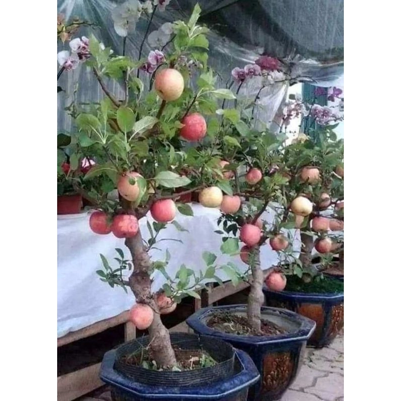 bibit apel Fuji merah hasil (cangkok) dataran rendah/tinggi