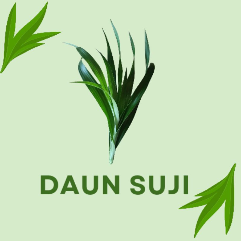 

DAUN SUJI / PEWARNA ALAMI