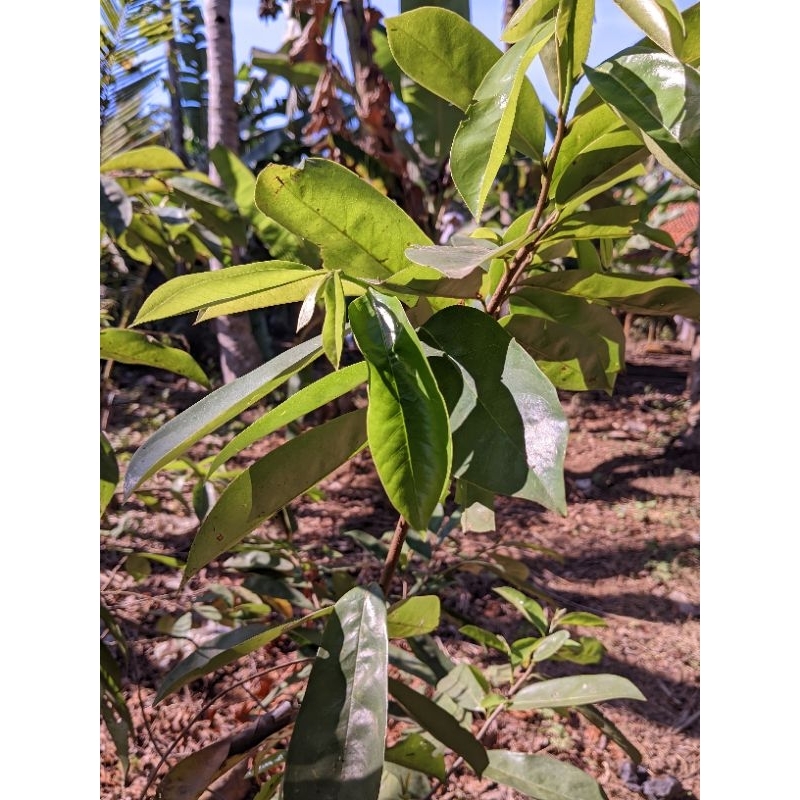 

promo!!! Daun Sirsak Segarrr dijamin mantul 10 lembar