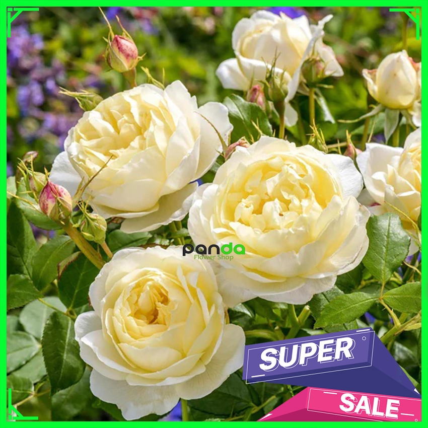 Mawar Import Vanessa Bell - Mawar Import David Austin