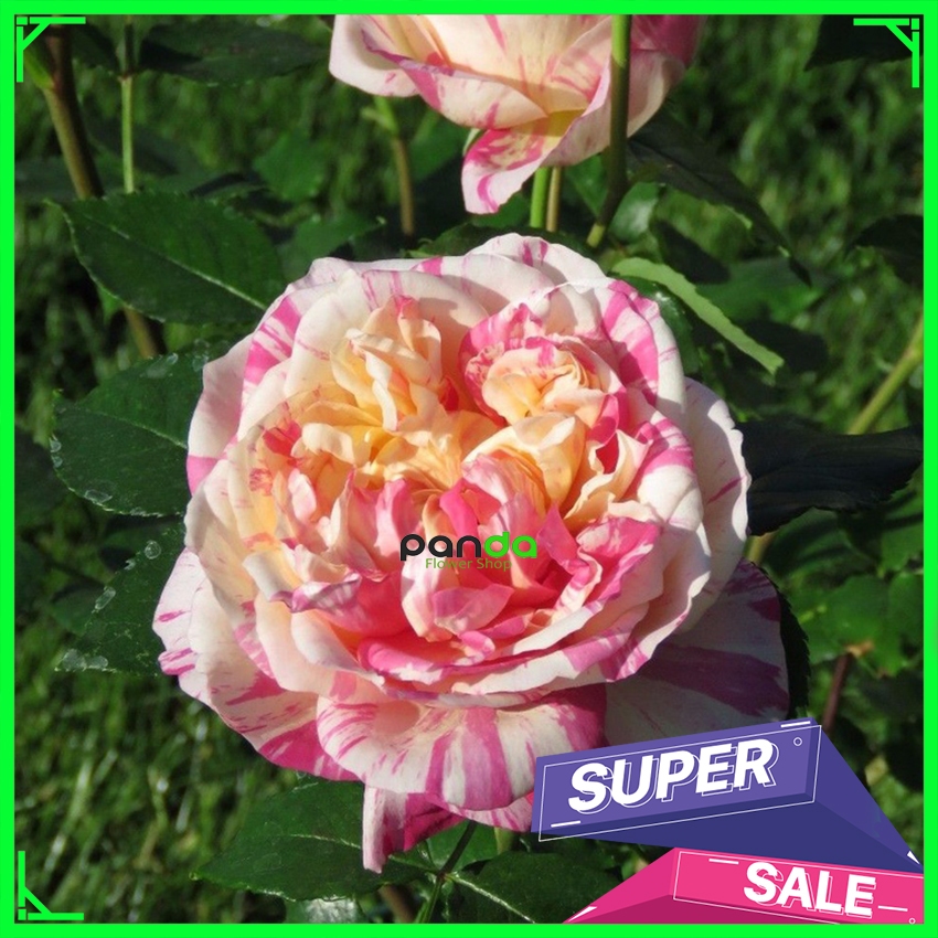 Mawar Import Julie Andrieu - Mawar Rambat