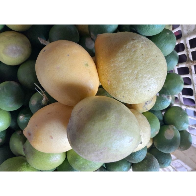 

JERUK LEMON