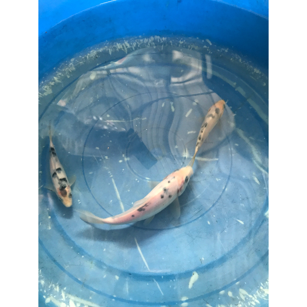 ( 3 pcs ) Ikan Hias Koi Shiro Bekko Motif Putih Susu Tutul Hitam Cantik Hiasan Aquarium Ikan Hias Fi