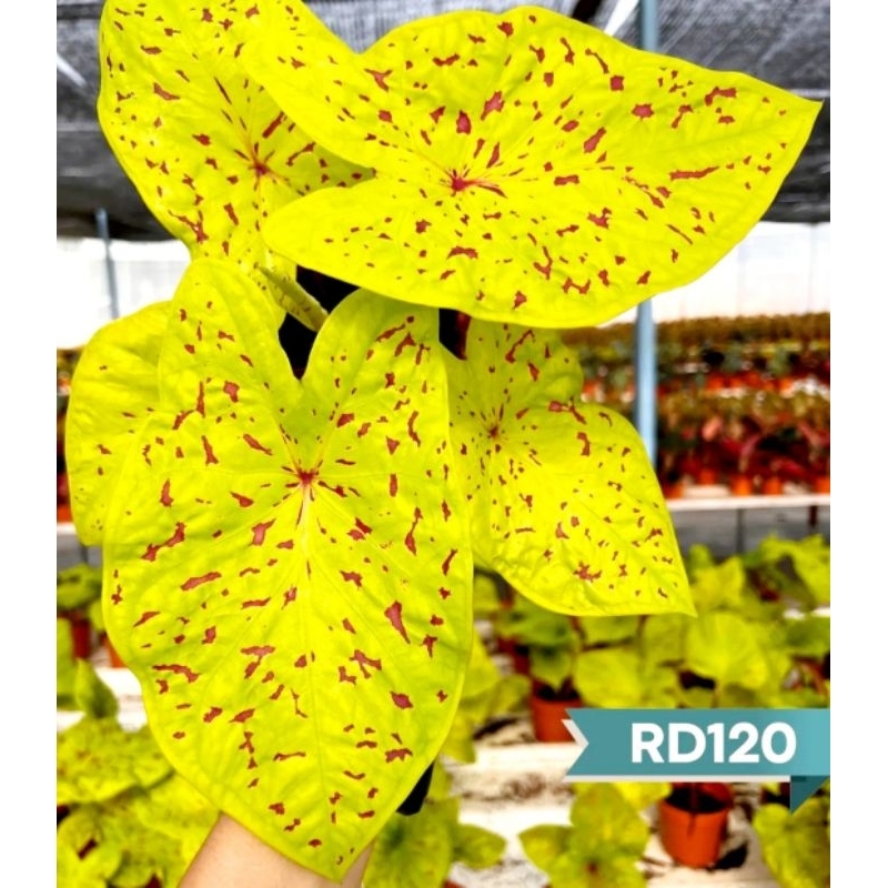 Tanaman Hias Keladi Sparkle Bunga Hias Keladi Caladium Anakan Murah BUKAN UMBI Tanaman Hidup Bunga H