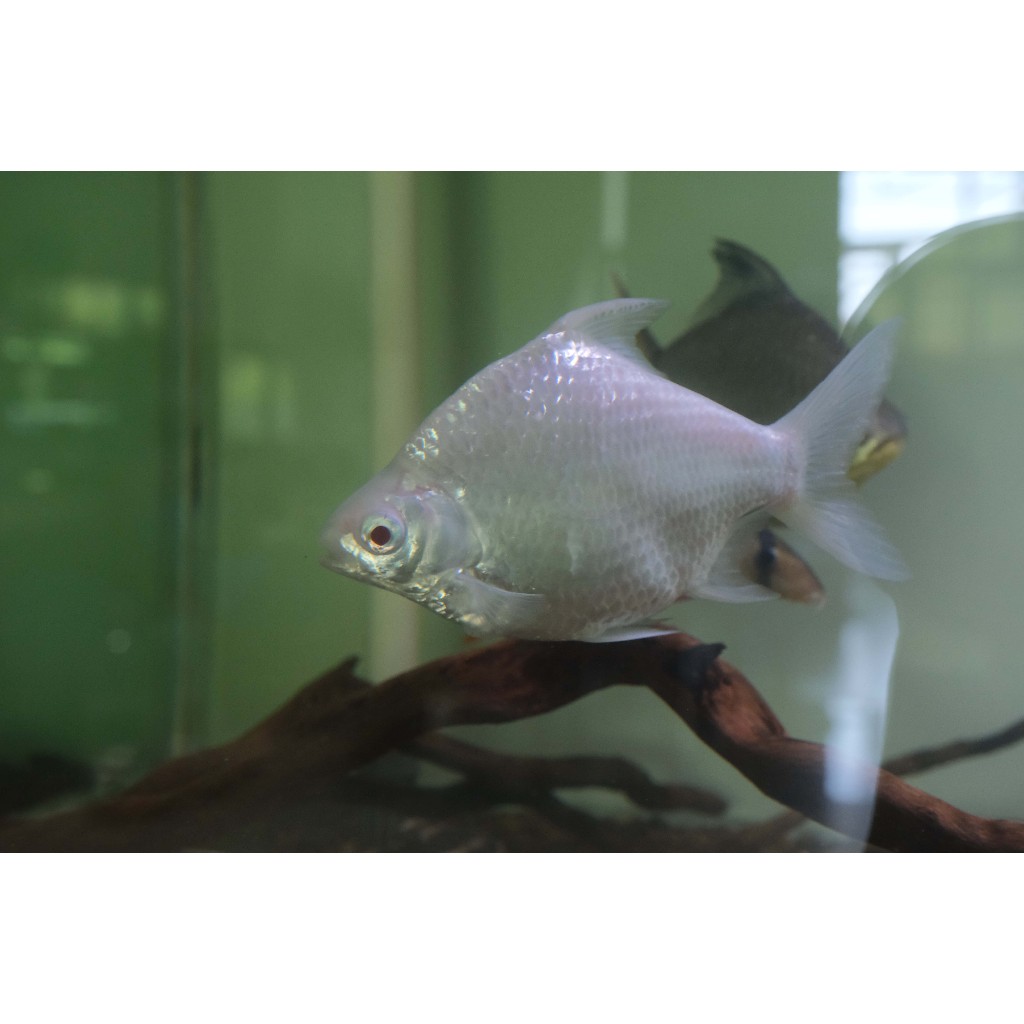 Ikan tankmate Kaviat Platinum SB Jumbo