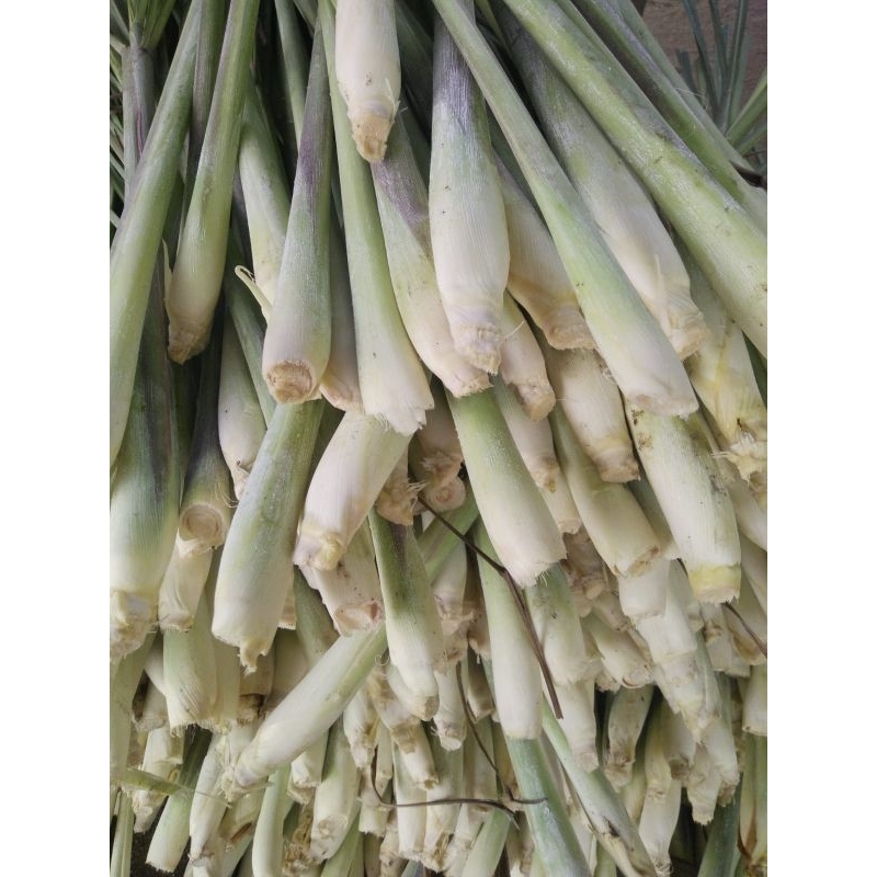 

Serai/sereh fresh 1 kg