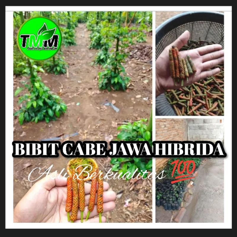 BIBIT CABE JAWA HIBRIDA BERBUAH JUMBO ASLI BERKUALITAS BELI 10 GRATIS 1