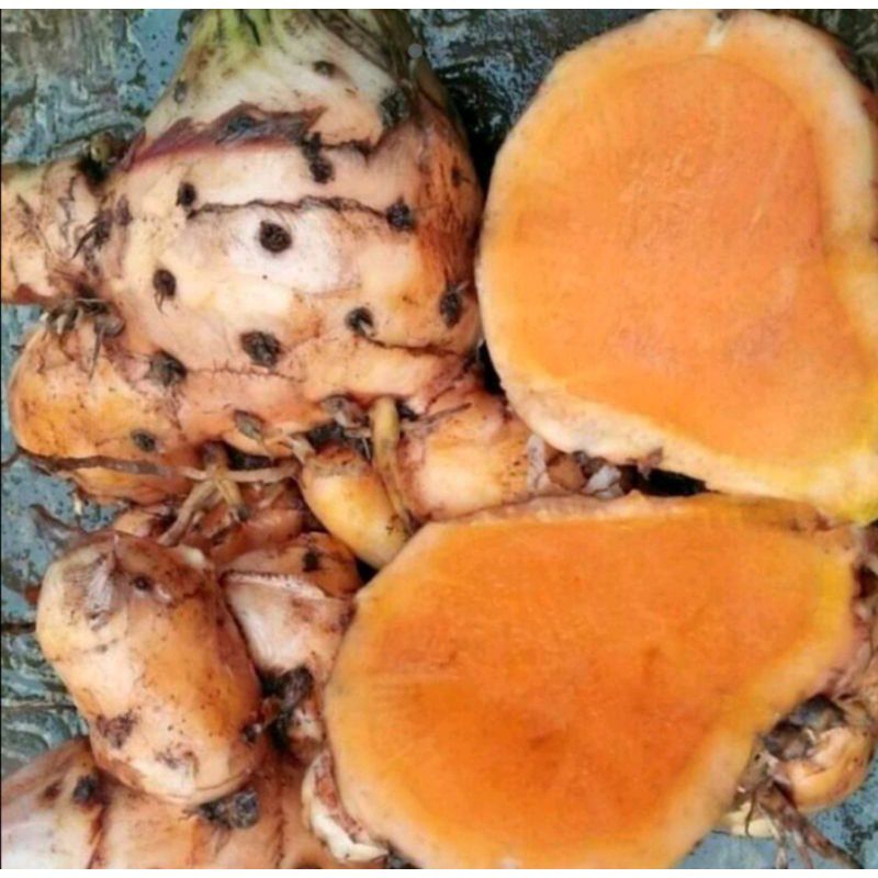 

1kg temu lawak jumbo