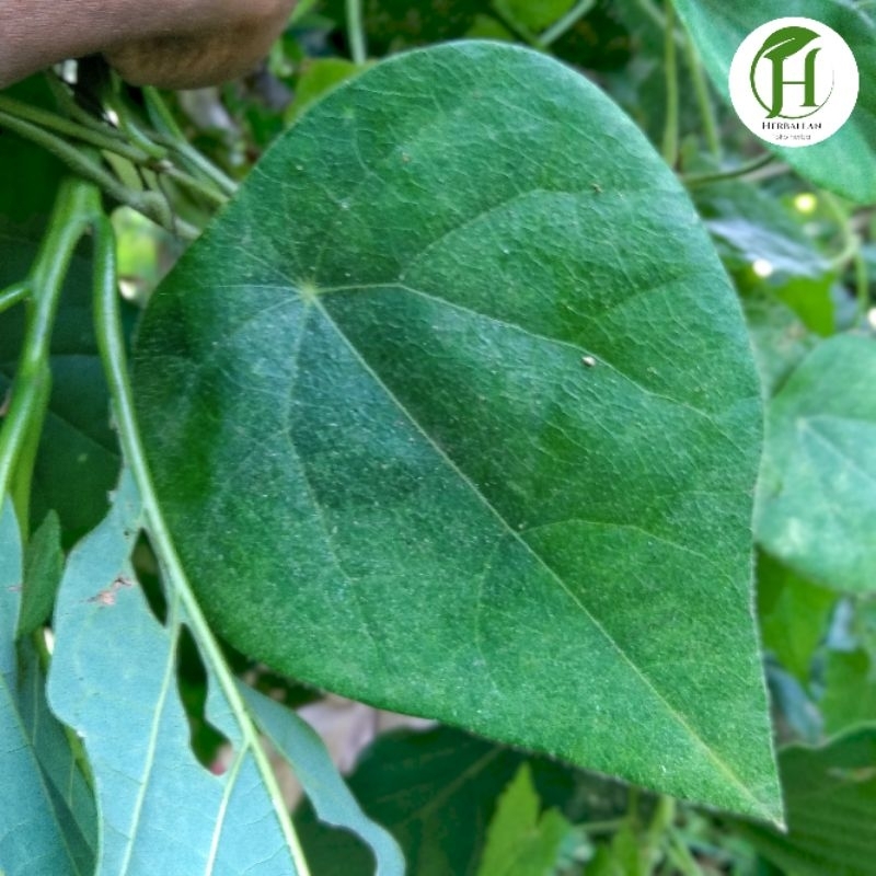 

Daun Cincau Bulu Segar 50 Lembar