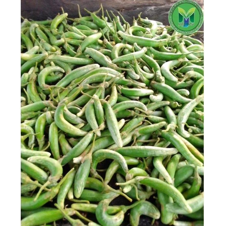 

Buah terong tunjuk fresh